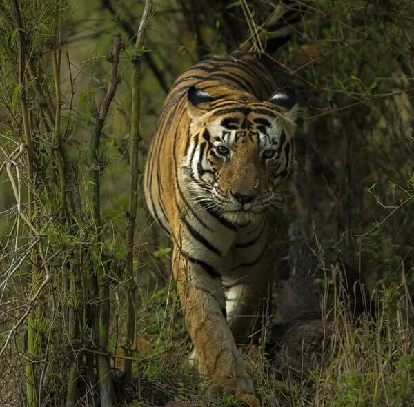 Uttar Pradesh Wildlife Tour